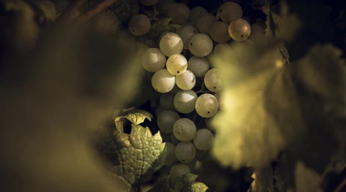 Maersk launches integrated cold chain solution for Chile-US produce trade